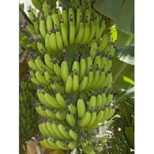 Banana Tree, Musa Sapientum, Full of Developing Fruits, Kauai, Hawaii 