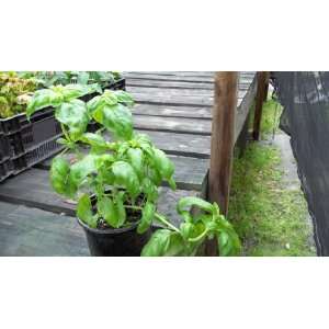   Basil Ocimum basillicum Large Leaf Herb Plant Patio, Lawn & Garden