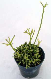 Coral Cactus Plant   Rhipsalis   4 Pot  