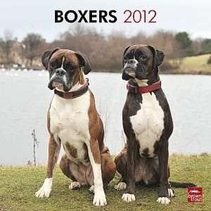 Boxers 2012 Square Wall Calendar (Intl version)  