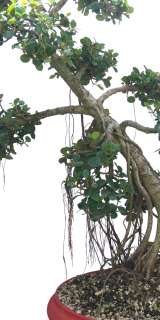 Green Island Ficus Bonsai Tree 44 Tall Aerial Roots  