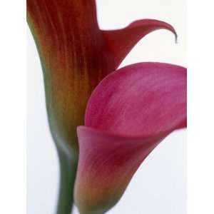 Calla Lilies (Zantedeschia), Two Flowers, Close Up Premium 