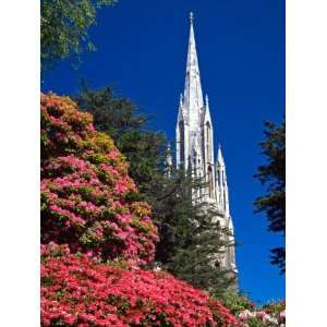  Rhododendrons and First Church, Dunedin, New Zealand 