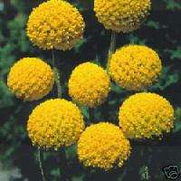 Yellow Drumstick Flower Seeds   GREAT CUTS & DRIED  