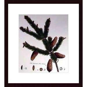   Fir Tree   Artist John Miller  Poster Size 18 X 14