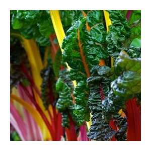  Organic Rainbow Mix Swiss Chard   1/4oz. Bulk Vegetable 