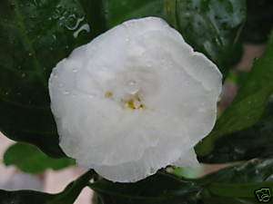 Rose GARDENIA white flower tropical Plant  