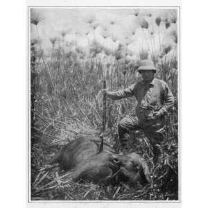 Theodore Roosevelt 26th American President with a Dead Buffalo 