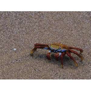 com Sally Lightfoot Crab, Grapsus Grapsus, Galapagos Islands, Ecuador 