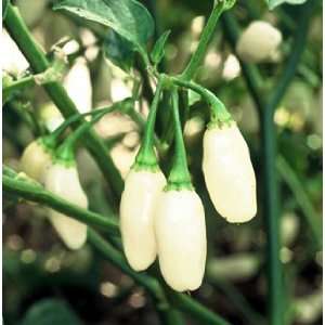    Yucatan White Habanero Pepper 25+Seeds Patio, Lawn & Garden