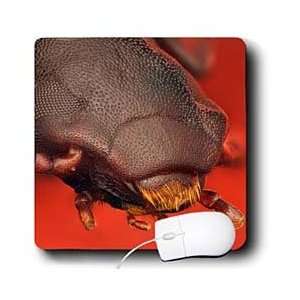   Tenebrio molitor or flour beetle   Mouse Pads