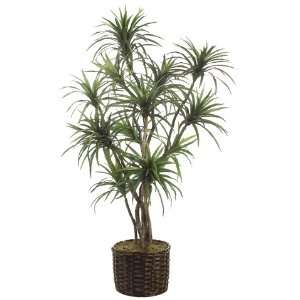  8? Yucca Tree x12 in Willow Basket