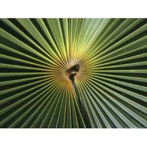 Close View of a Palm Frond National Geographic Collection 