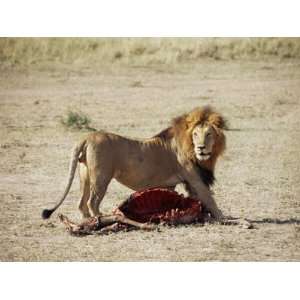  Male Lion (Panthera Leo), with Gnu Carcass, Masai Mara 