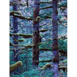 Trees and Moss, Fort Abercrombie State Historical Park, Kodiak Island 