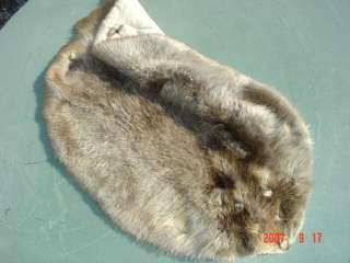 Beaver pelt dressed wild rodent fur trappers skin hide  