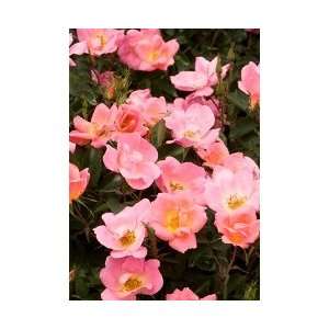  Rose Rainbow Knockout Patio, Lawn & Garden