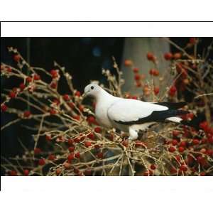  Pied Imperial Pigeon   feeding on Gronophyllum Palm Tree 