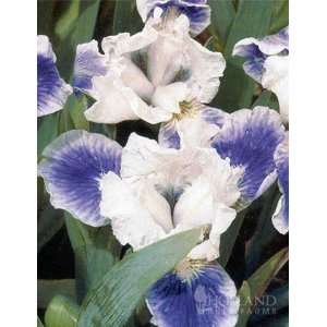  Boo Dwarf Bearded Iris   1 rhizome Patio, Lawn & Garden