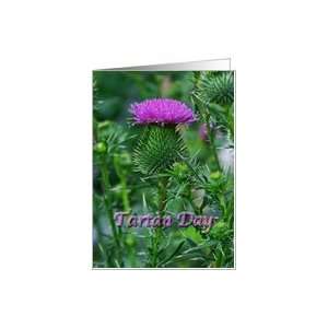  Tartan Day Scottish Purple Thistle Greeting Card Card 