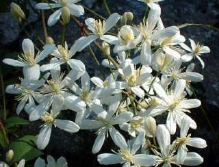 Recta Bush Clematis Perennial   White Flowers  