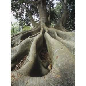  Buttress Roots of a Morton Bay Fig Tree, Ficus Macrophylla 
