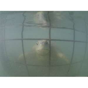  An Endangered Green Sea Turtle Peers Through a Cage 
