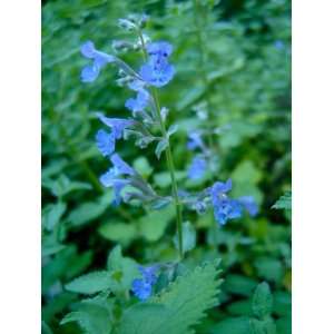  Walkers Low Catnip (Nepeta Walkers Low) Patio, Lawn & Garden