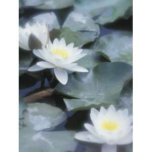  Selective Focus of Water Lilies Floating on Pond Stretched 